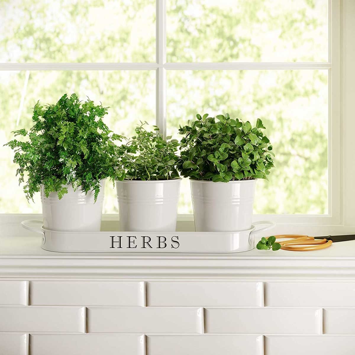 10 Best Herb Garden Planters and Kits of 2024