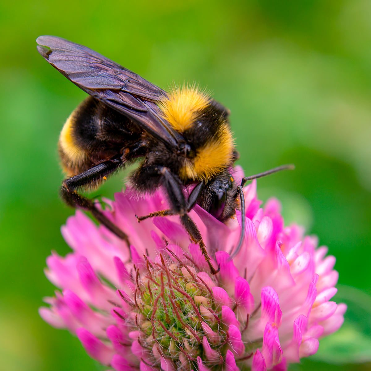 Here's Why You Shouldn't Kill Bees in Your Yard