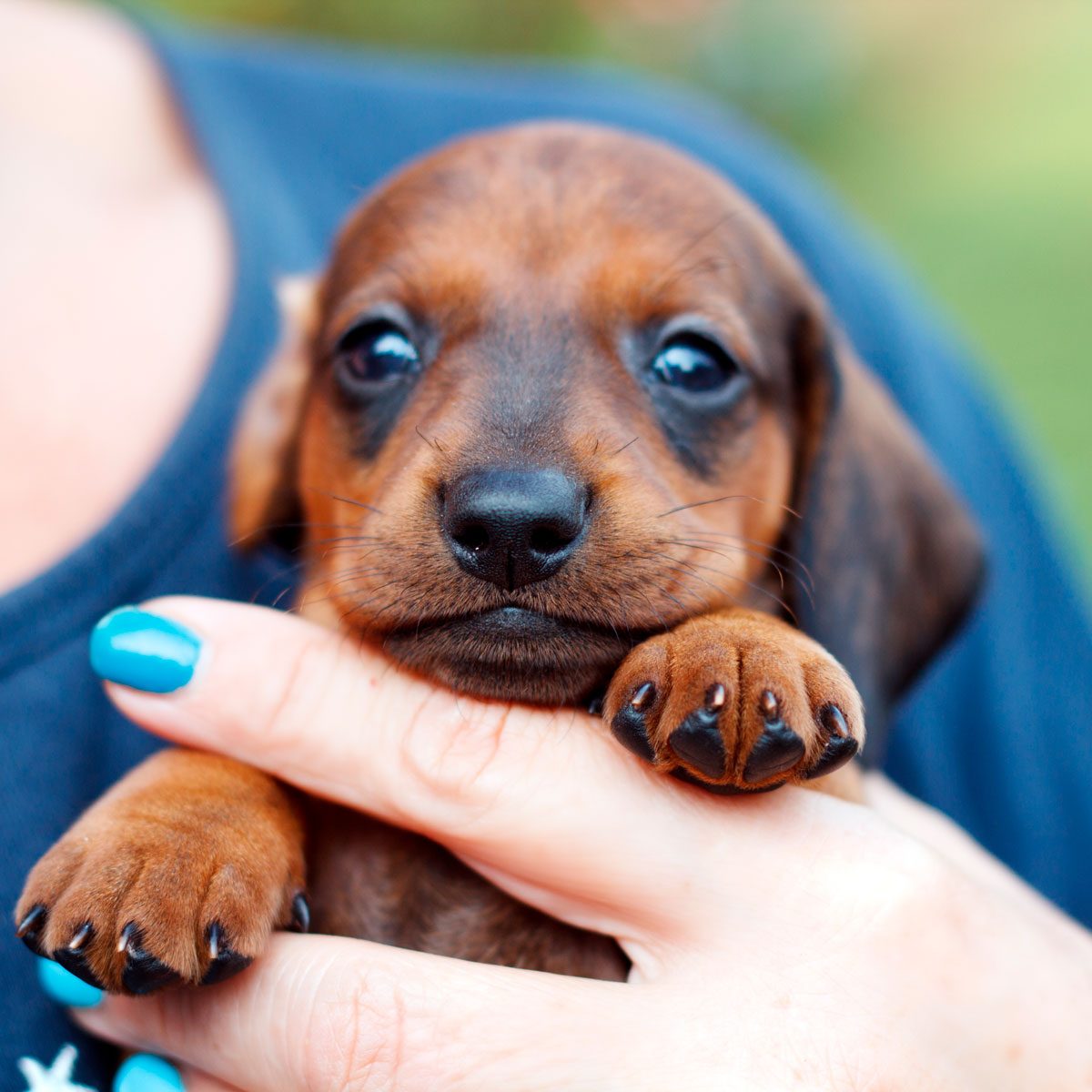 what is the best age to purchase a puppy