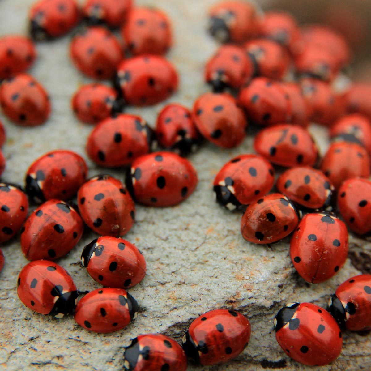 How To Get Rid Of Ladybugs Family Handyman