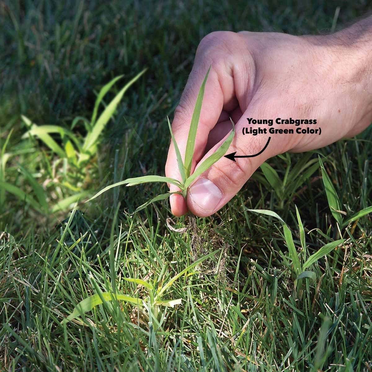 13 Tips for Getting Rid of Crabgrass for Good
