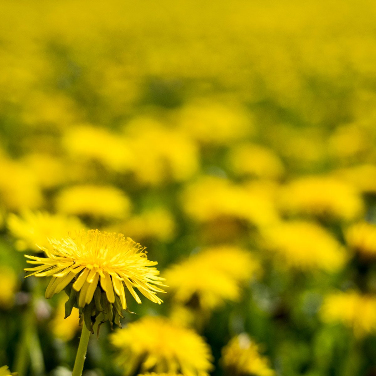 7 Surprising Facts About Dandelions