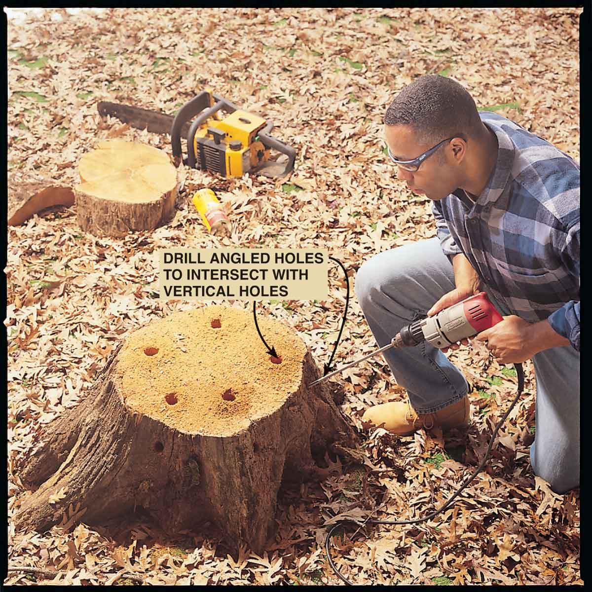 How to Kill a Tree Stump 4 Different Ways
