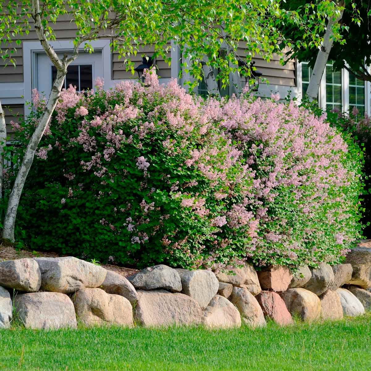 Front Yard Landscaping Ideas With Rocks | Family Handyman