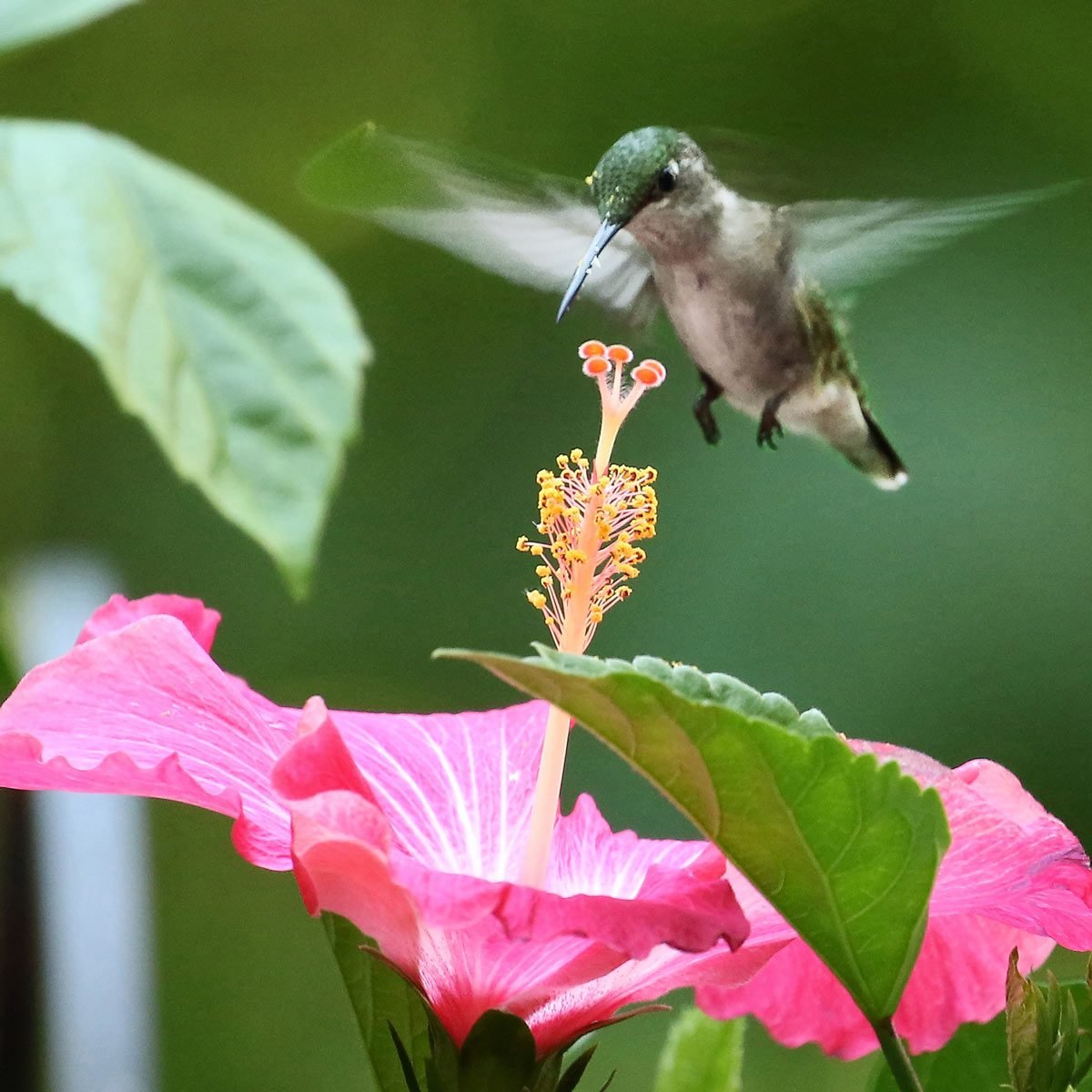 8 Flowers That Attract Hummingbirds | The Family Handyman