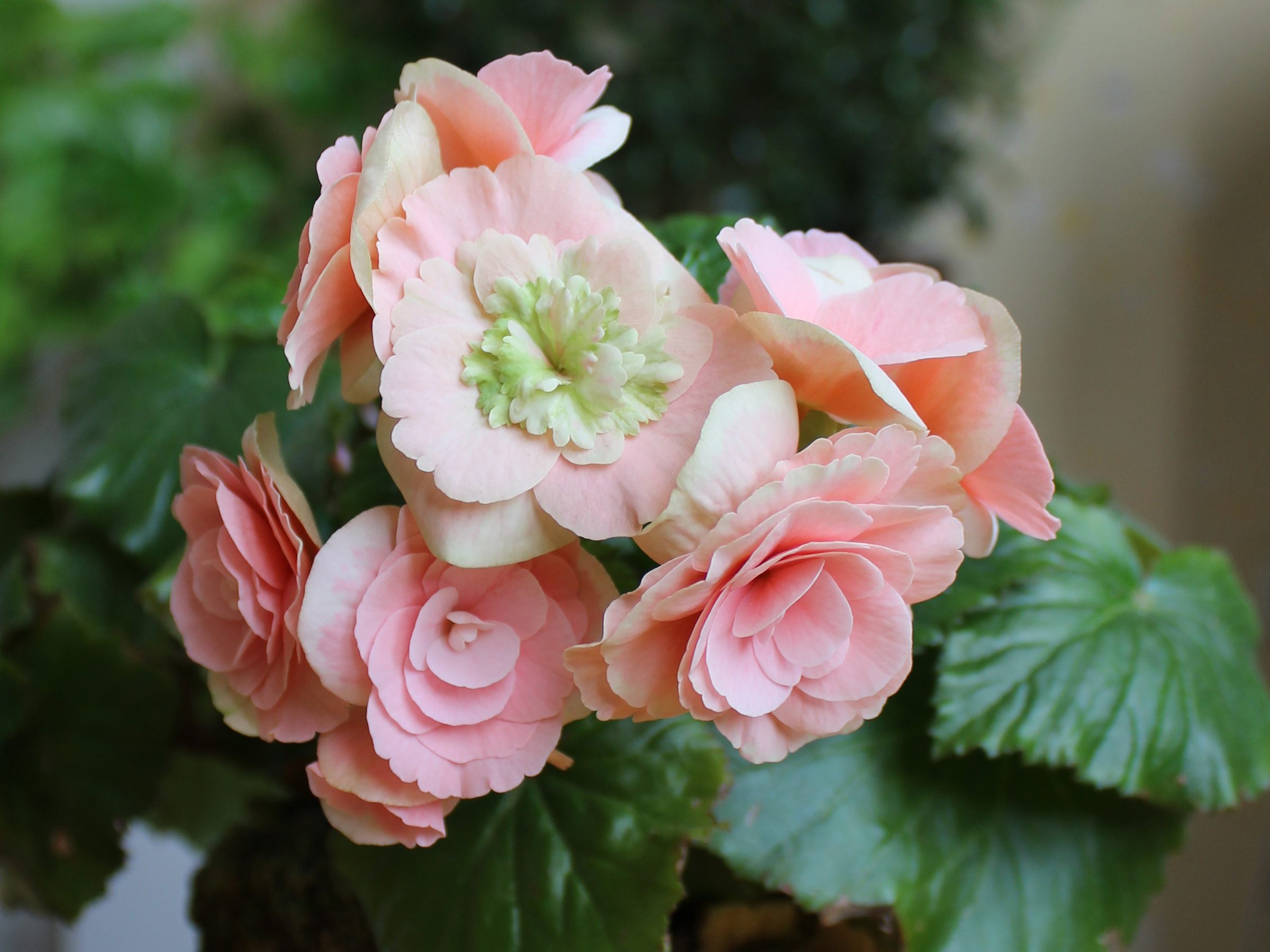 Blooming Begonia tuberhybrida close up