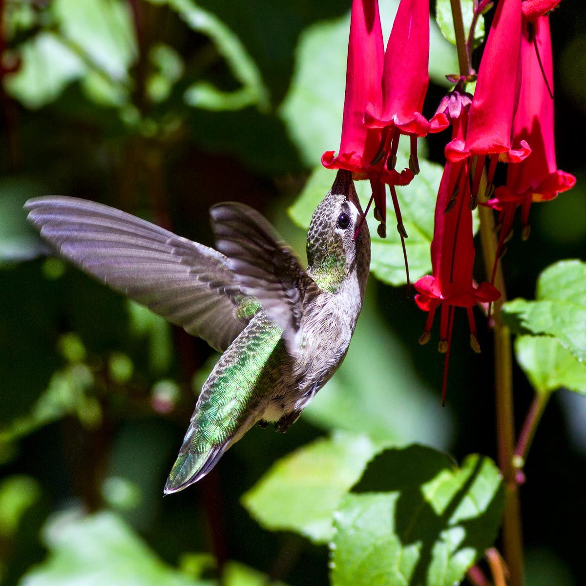 8 Flowers That Attract Hummingbirds