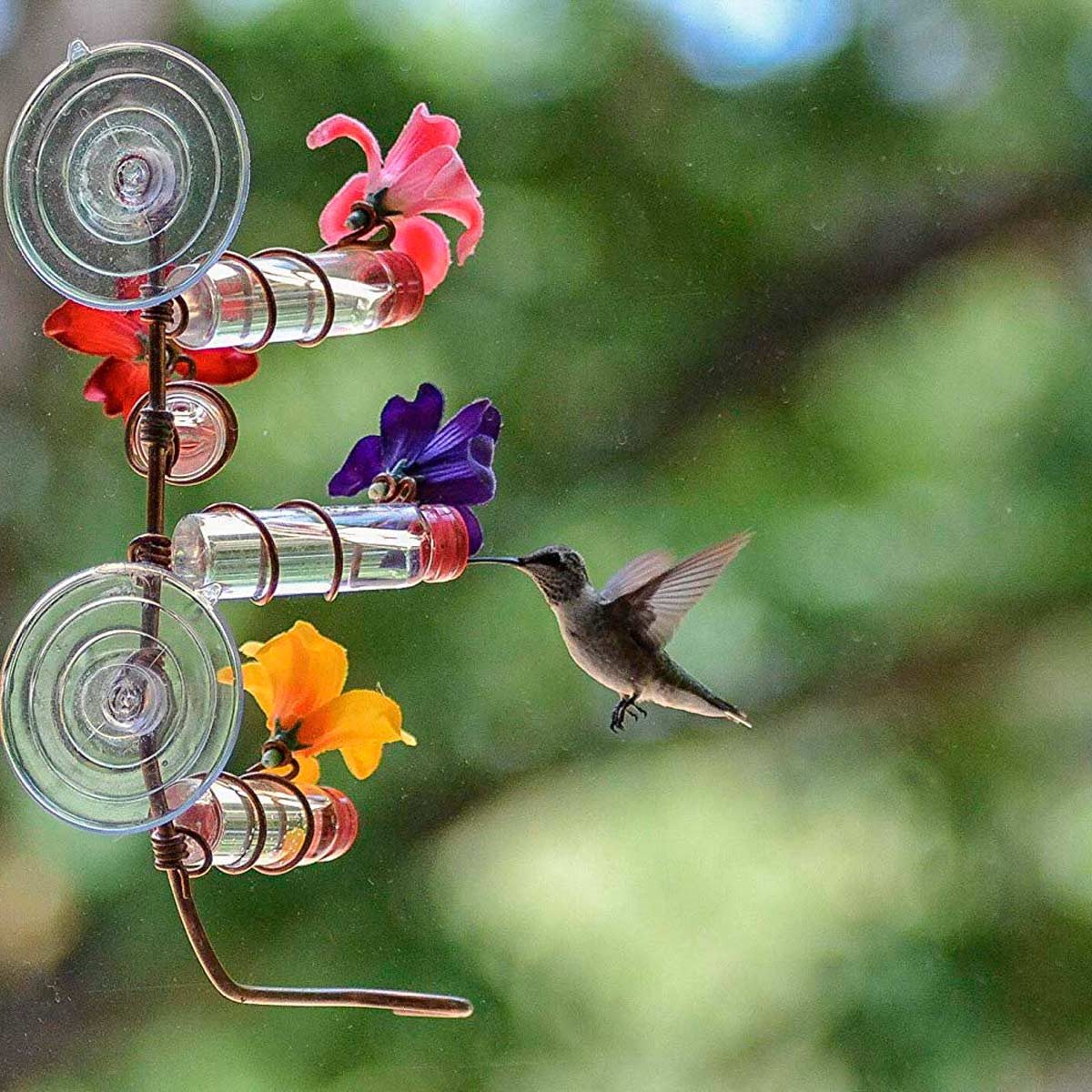 13 Amazing Hummingbird Feeders for Your Backyard | Family Handyman