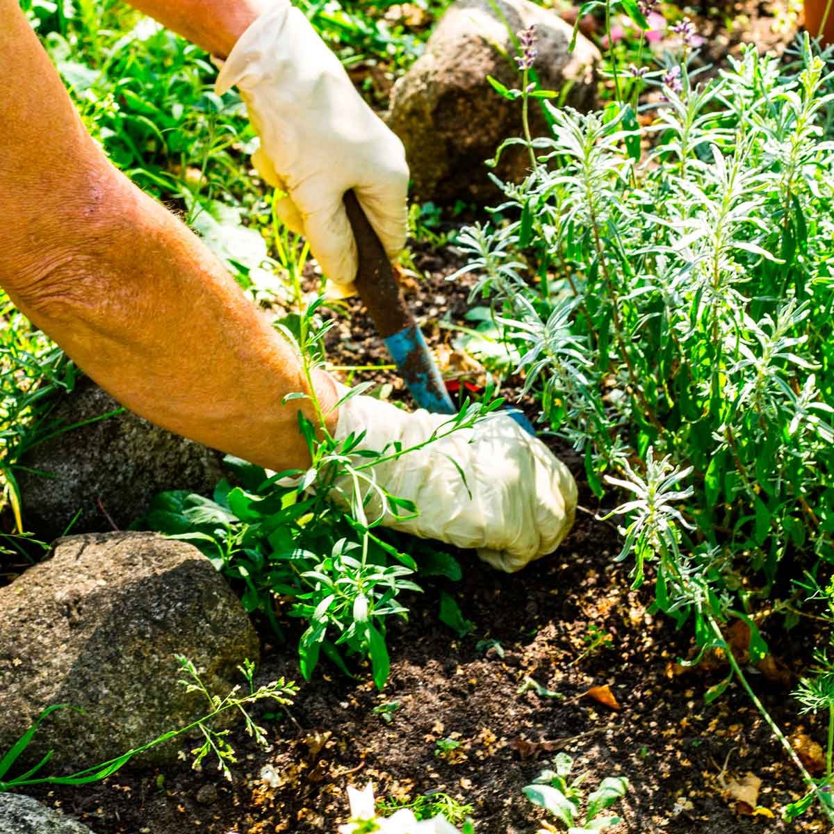 How to Prevent Weeds in Flower Beds