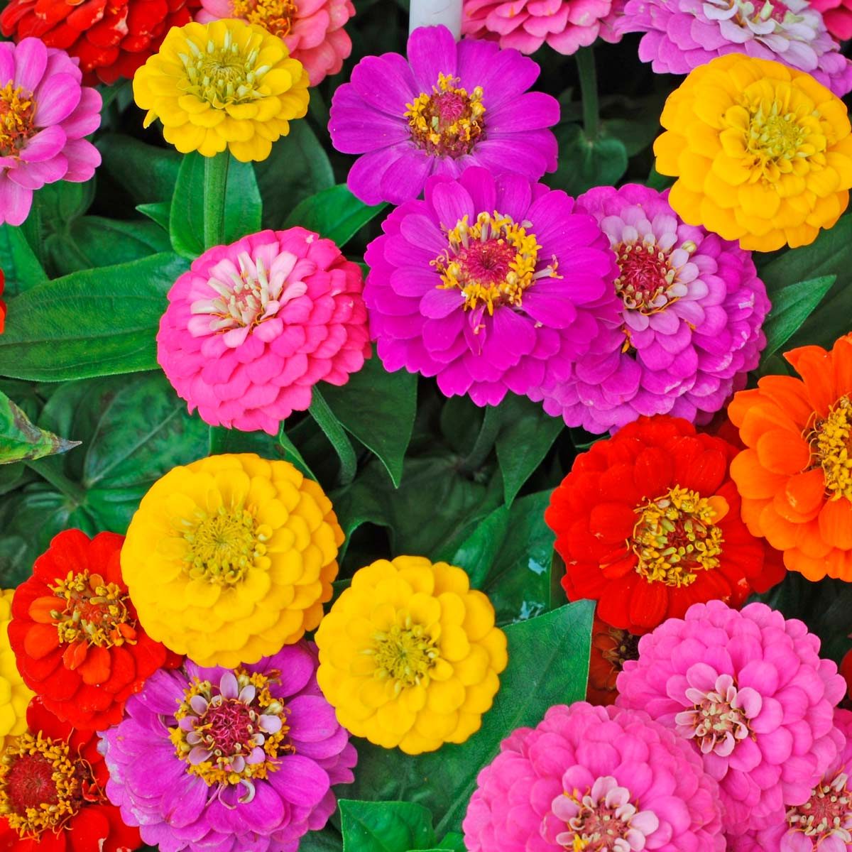 11 Low-Maintenance Flowers You Can't Kill | Family Handyman
