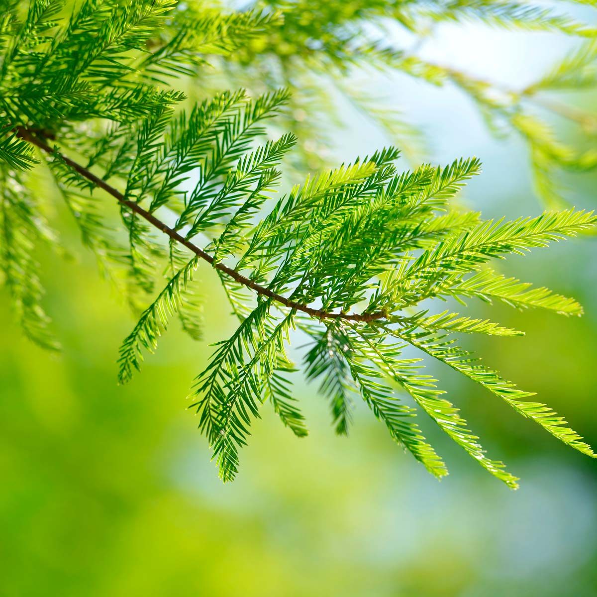 This Is the Right Tree to Plant In Your Backyard | Family Handyman