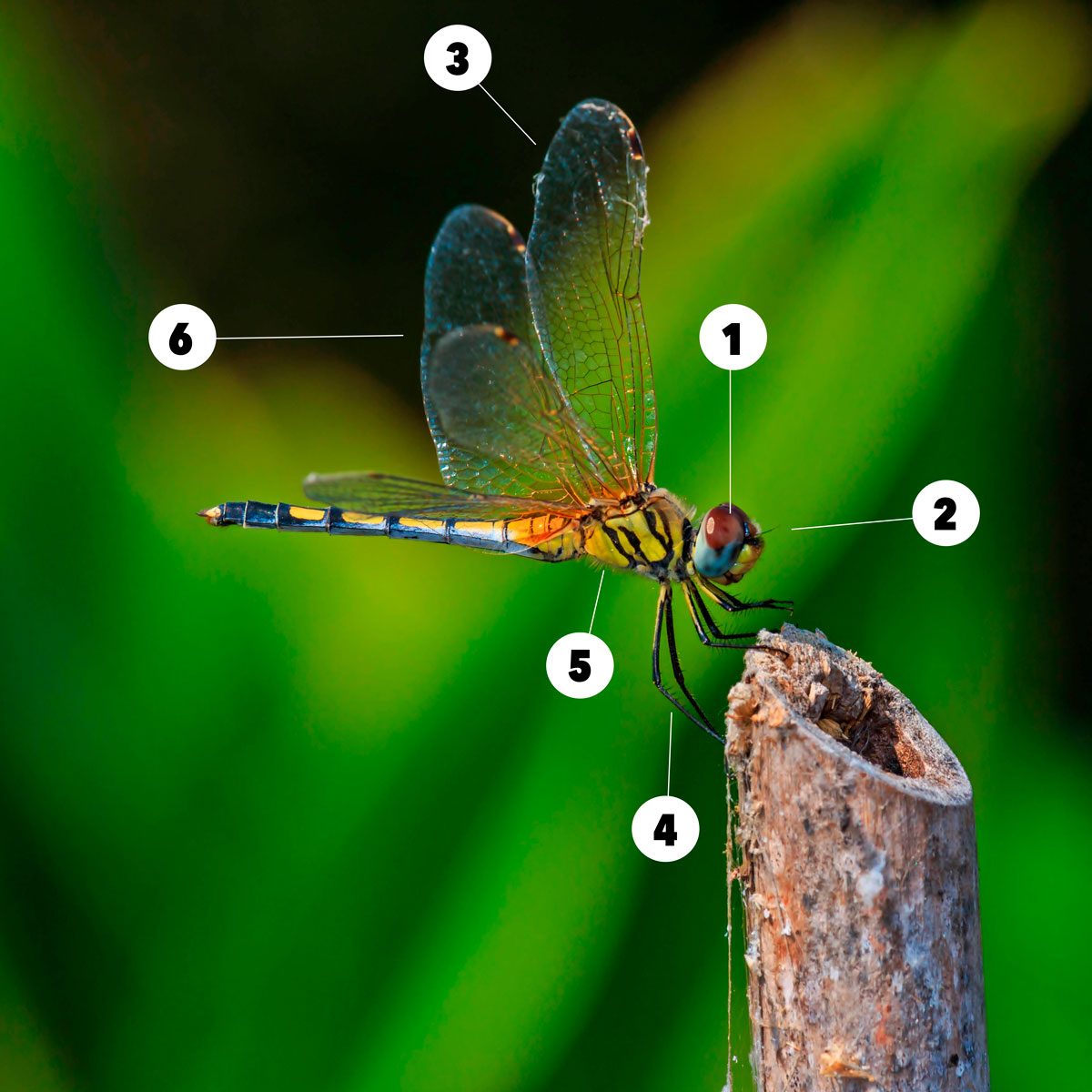 Fascinating Facts About Dragonflies | Family Handyman