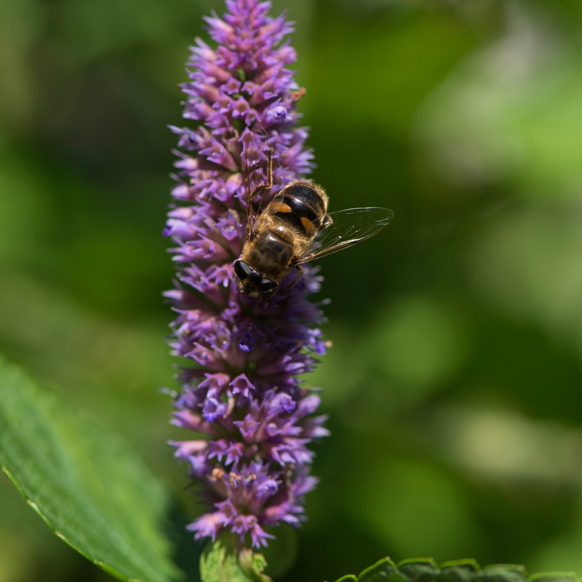 Best Flowers for Bees and Other Pollinators | Family Handyman