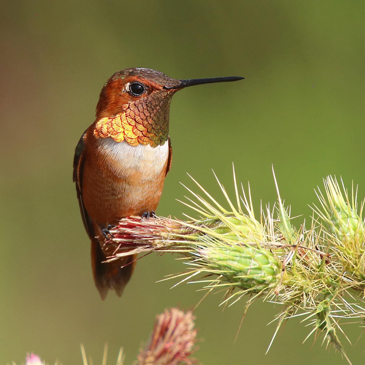 the grand tour hummingbird