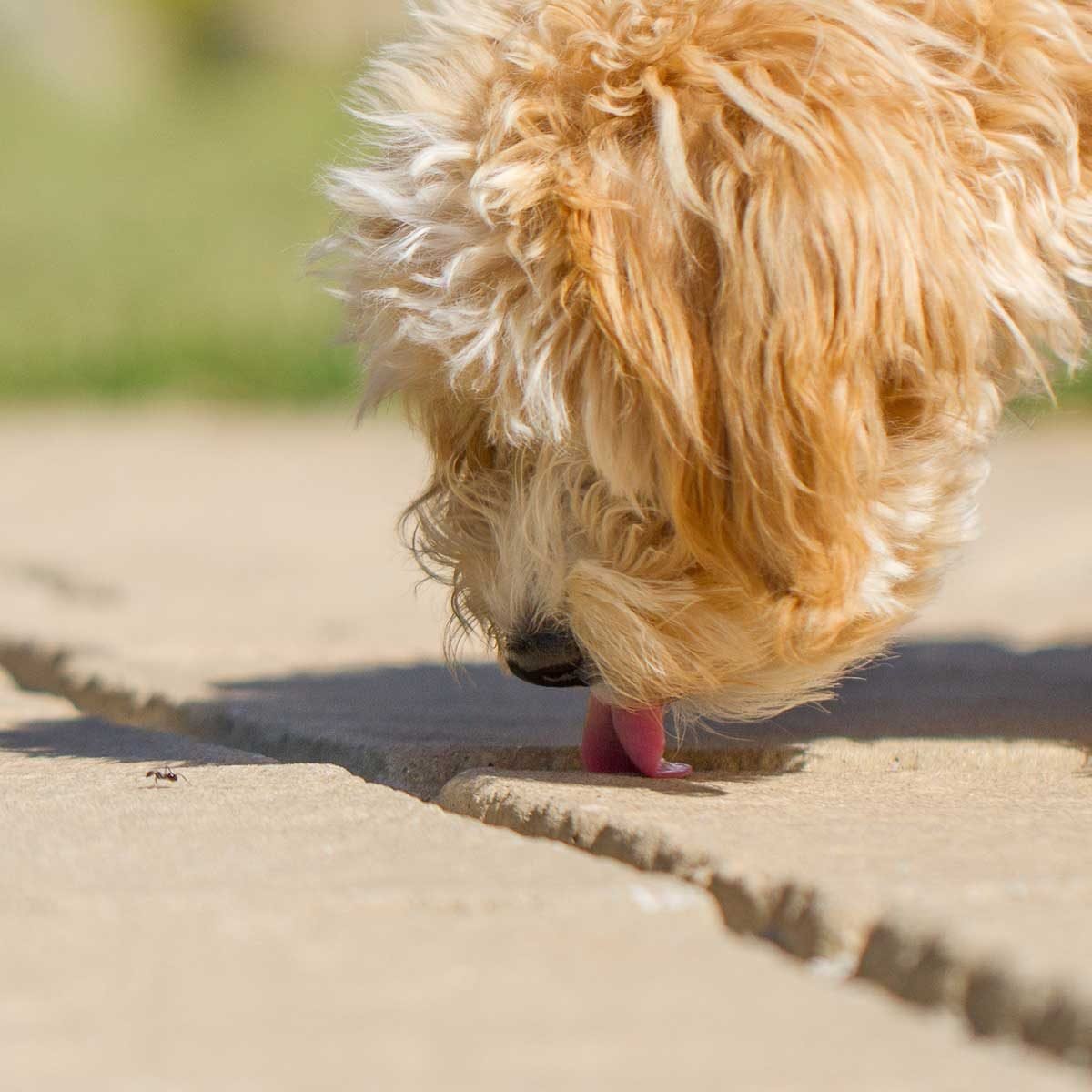 what happens if a dog eats ant poison powder