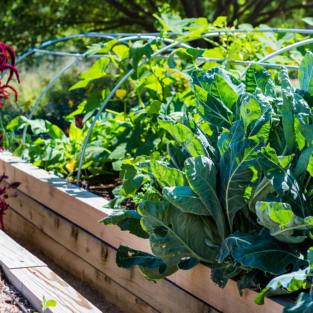 10+ Tips to Help You Grow a Great Raised Bed Garden
