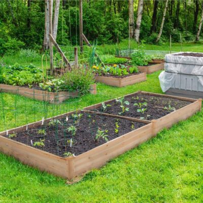 10+ Tips to Help You Grow a Great Raised Bed Garden | Family Handyman