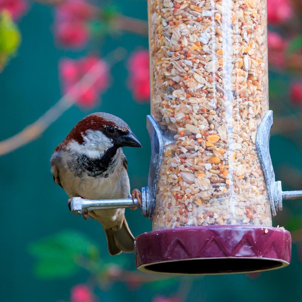 Should You Take Down Your Bird Feeder in the Summer?