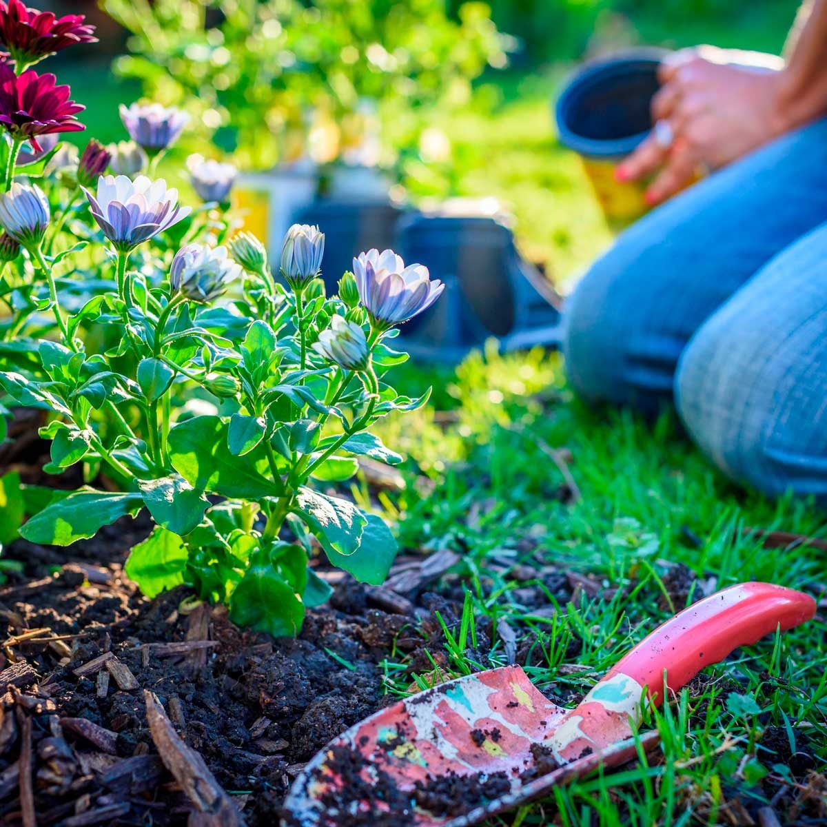 How to Choose the Best Mulch for Flower Beds