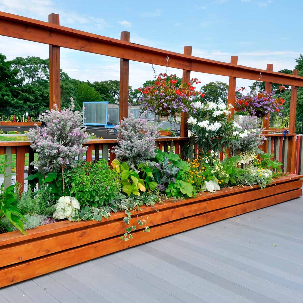 Image of Raised bed flower garden on a rooftop