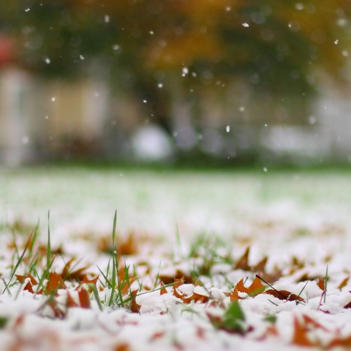 First snow frost on fallen leaves grass