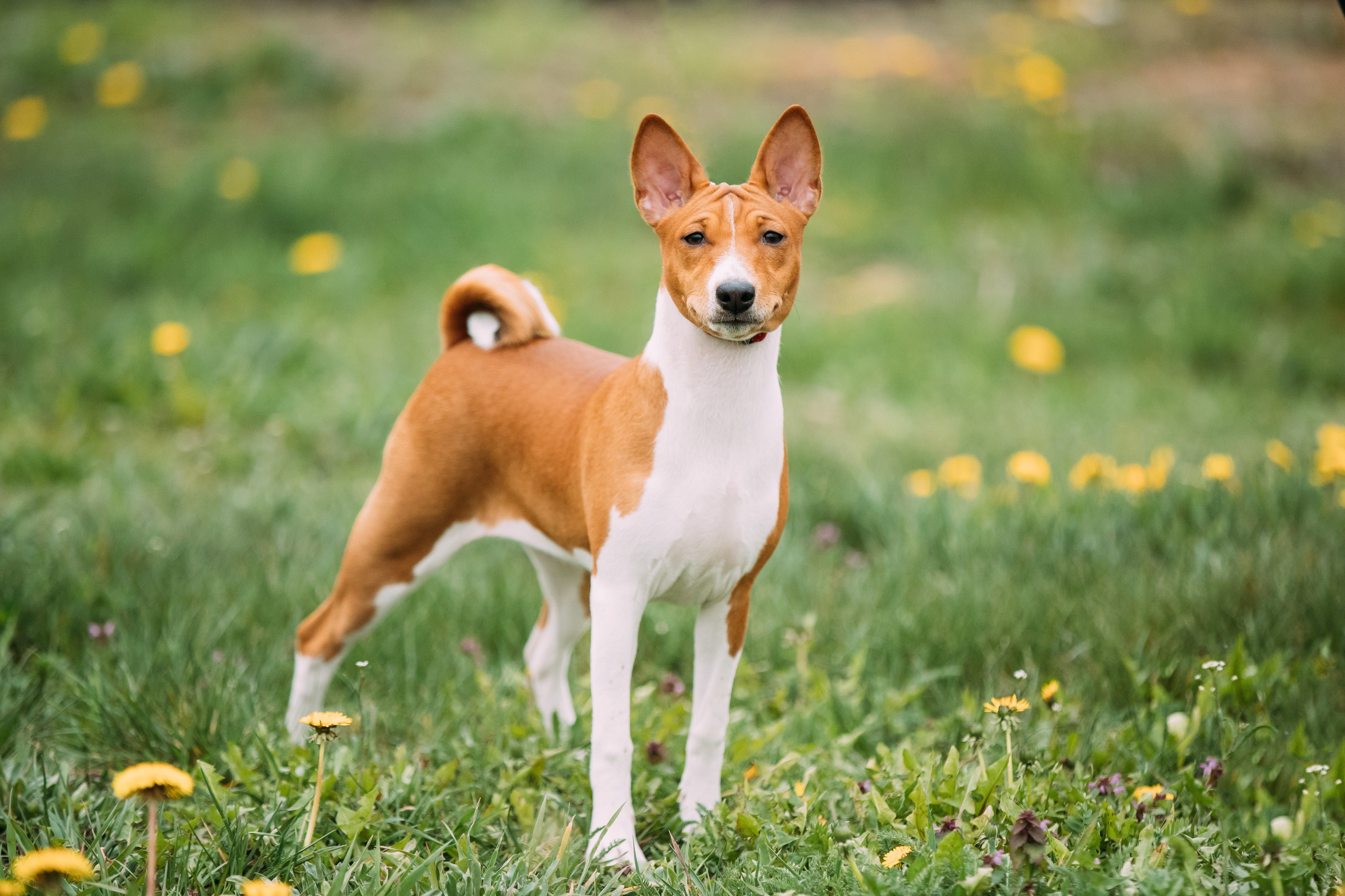 25 Dog Breeds That Don't Shed