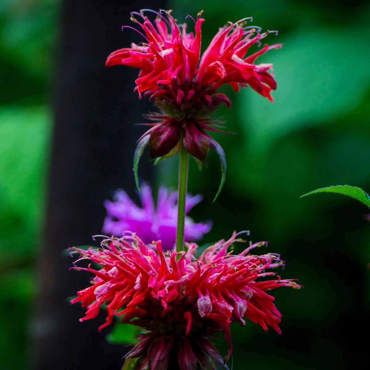 Best Flowers for Bees