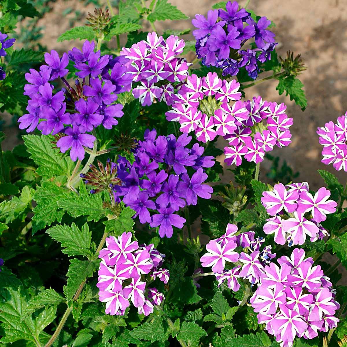 10 Pretty Purple Flowers That'll Make Your Garden Pop