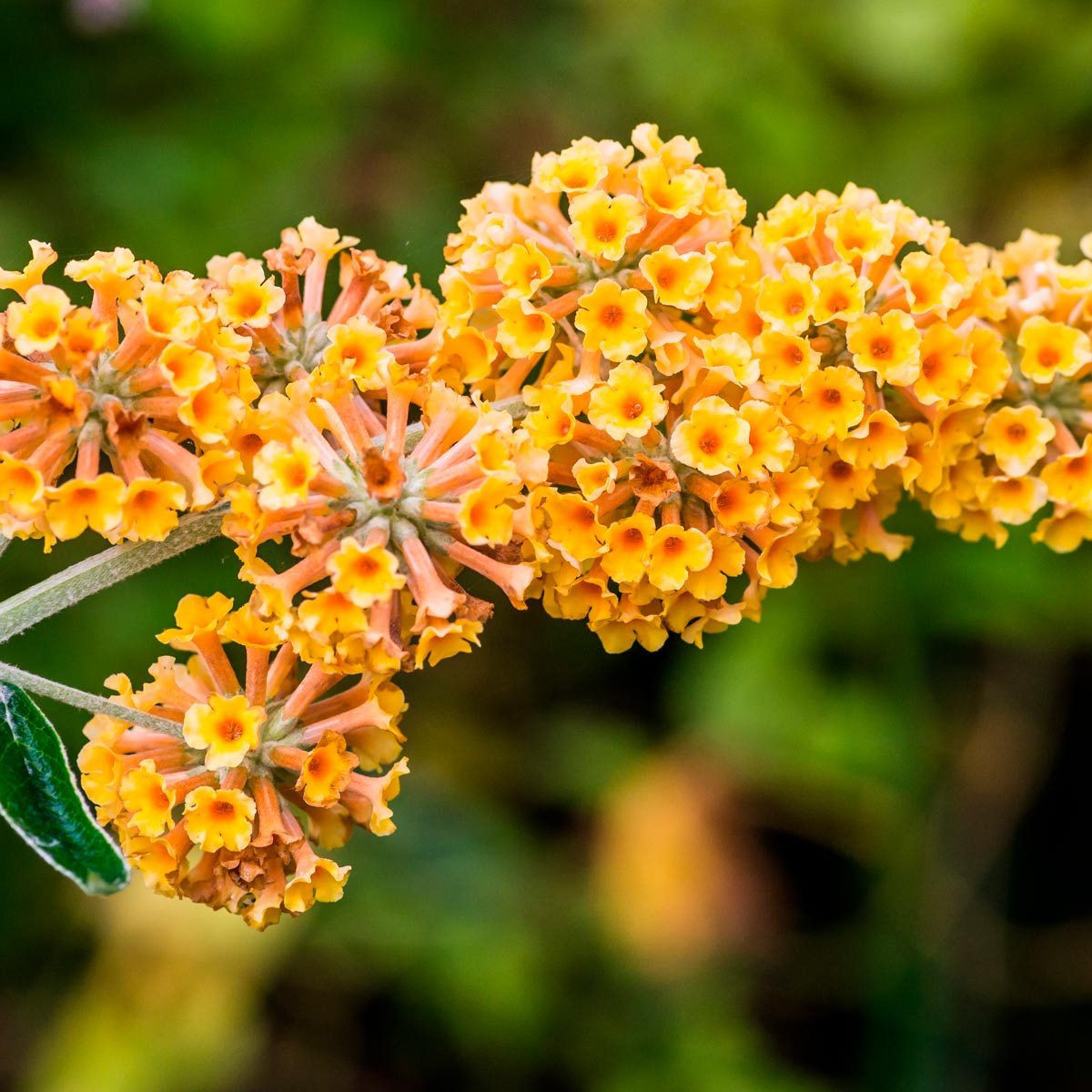 10 Yellow Flowers We're Crazy About