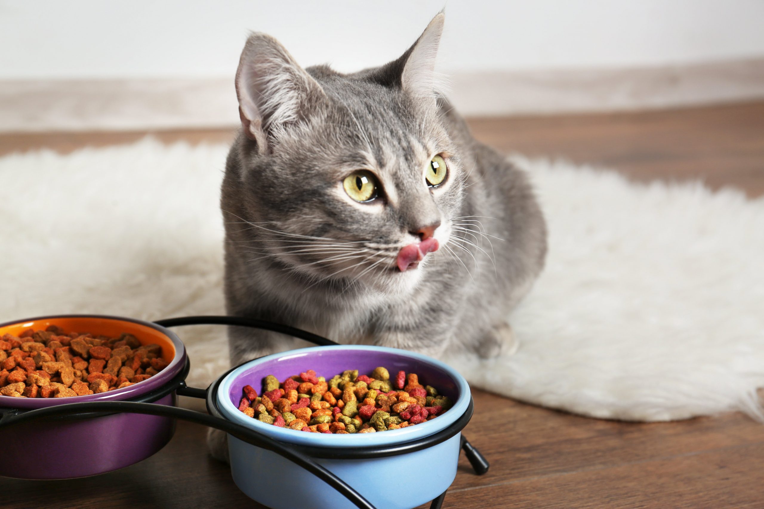 10 Best Dry Foods For Cats According To Vets Family Handyman