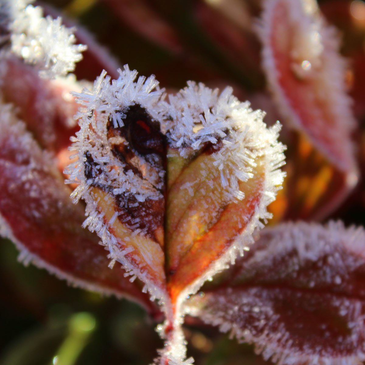 Plants That Can't Handle Freezing Nights - Complete Landscaping