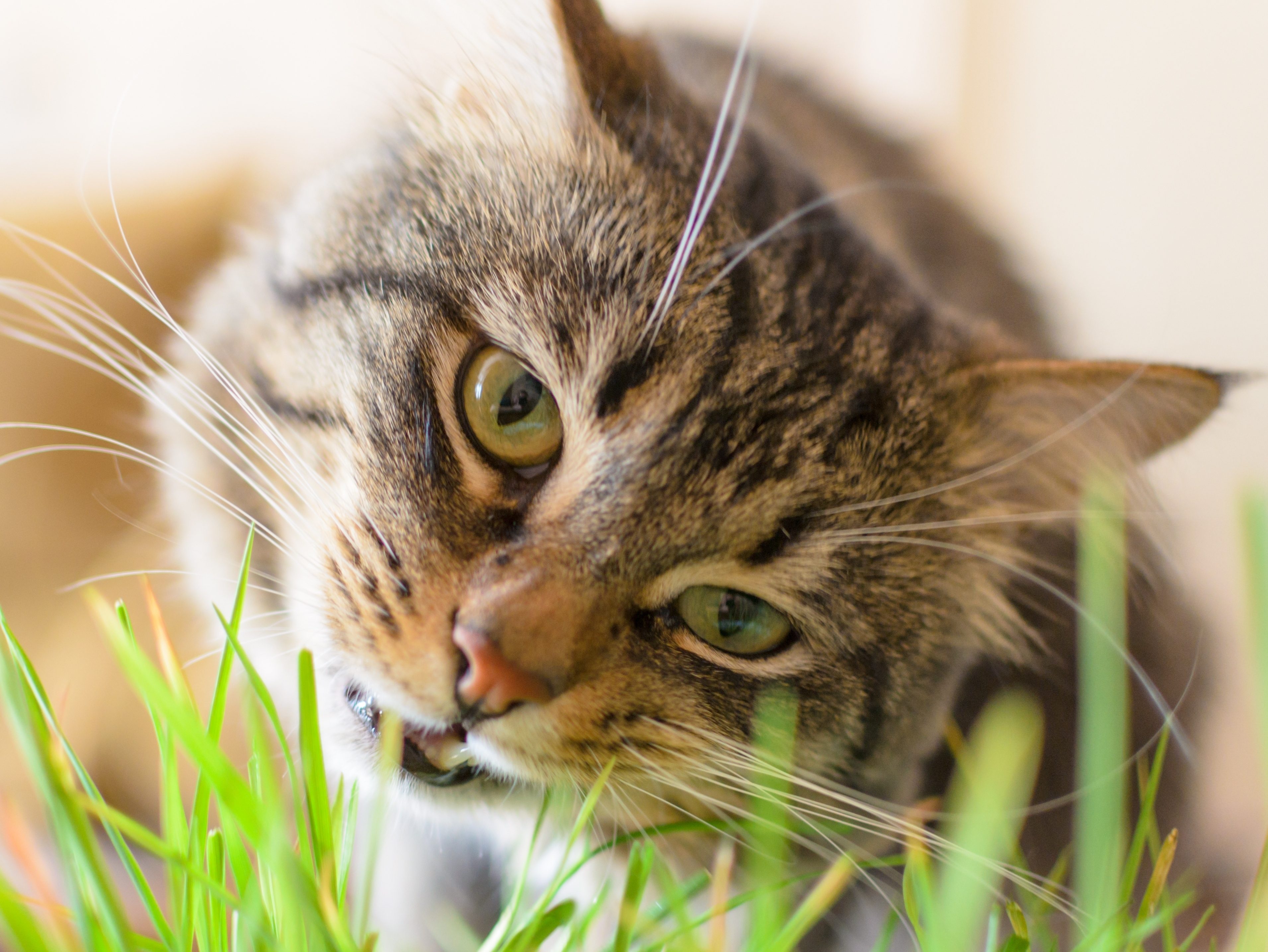 why-do-cats-and-dogs-eat-grass-and-then-throw-up-diy-seattle