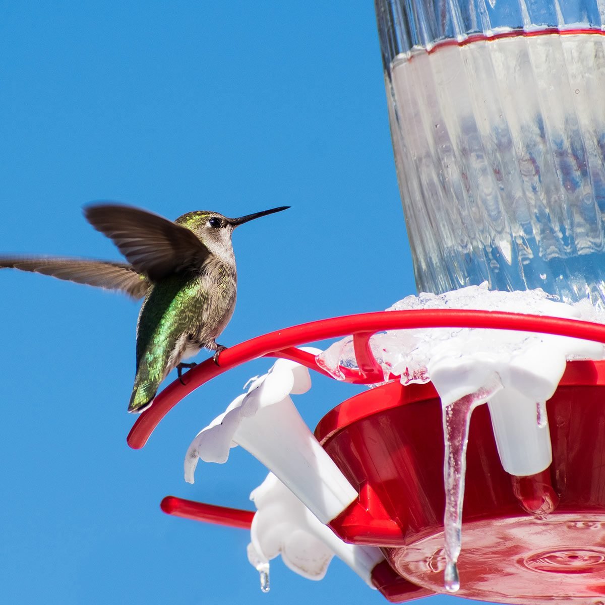 Where Do Hummingbirds Live In the Winter?