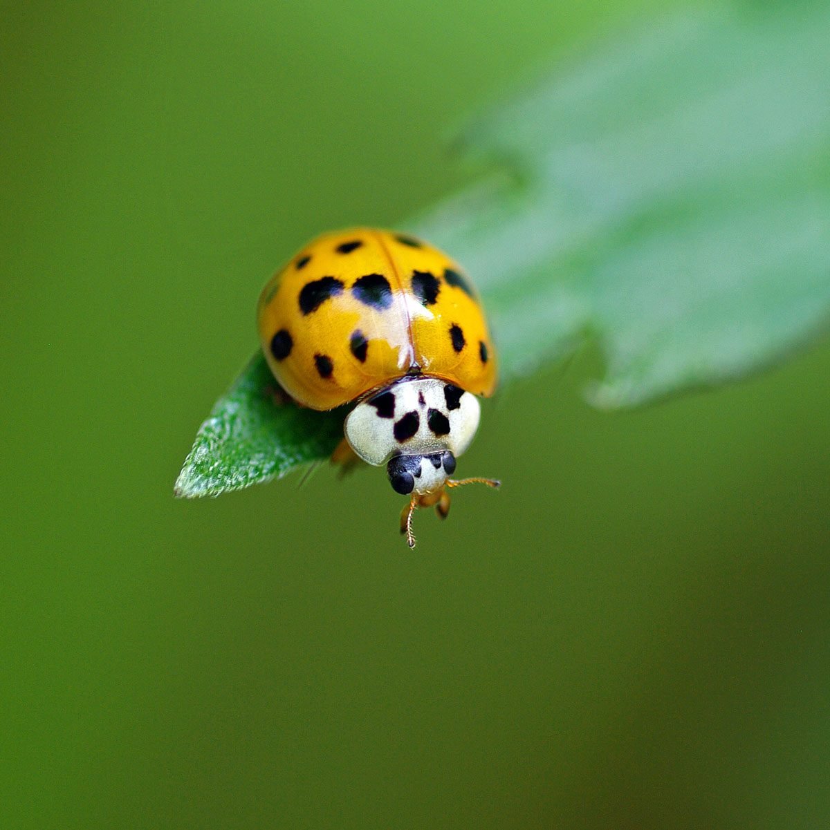 Lady Bug vs. Asian Lady Beetle: What to Know