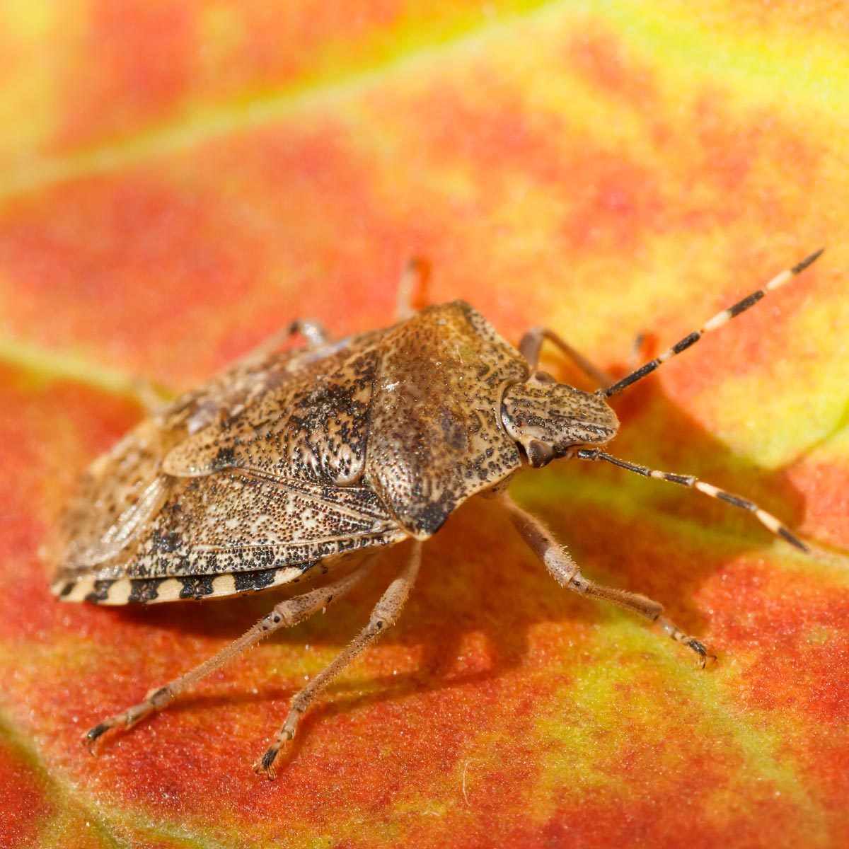 how-to-get-rid-of-stink-bugs-the-family-handyman