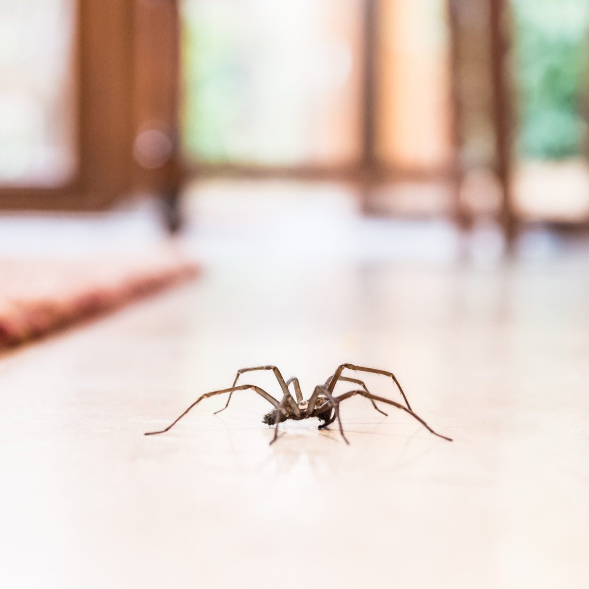 Here's Why You Should Never Kill A Spider