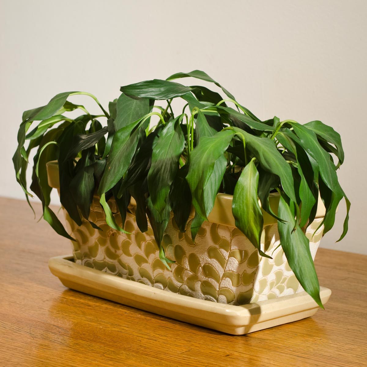 How to Save a Dying Houseplant