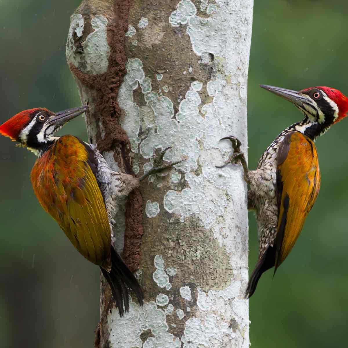 Do Woodpeckers Hurt Trees?