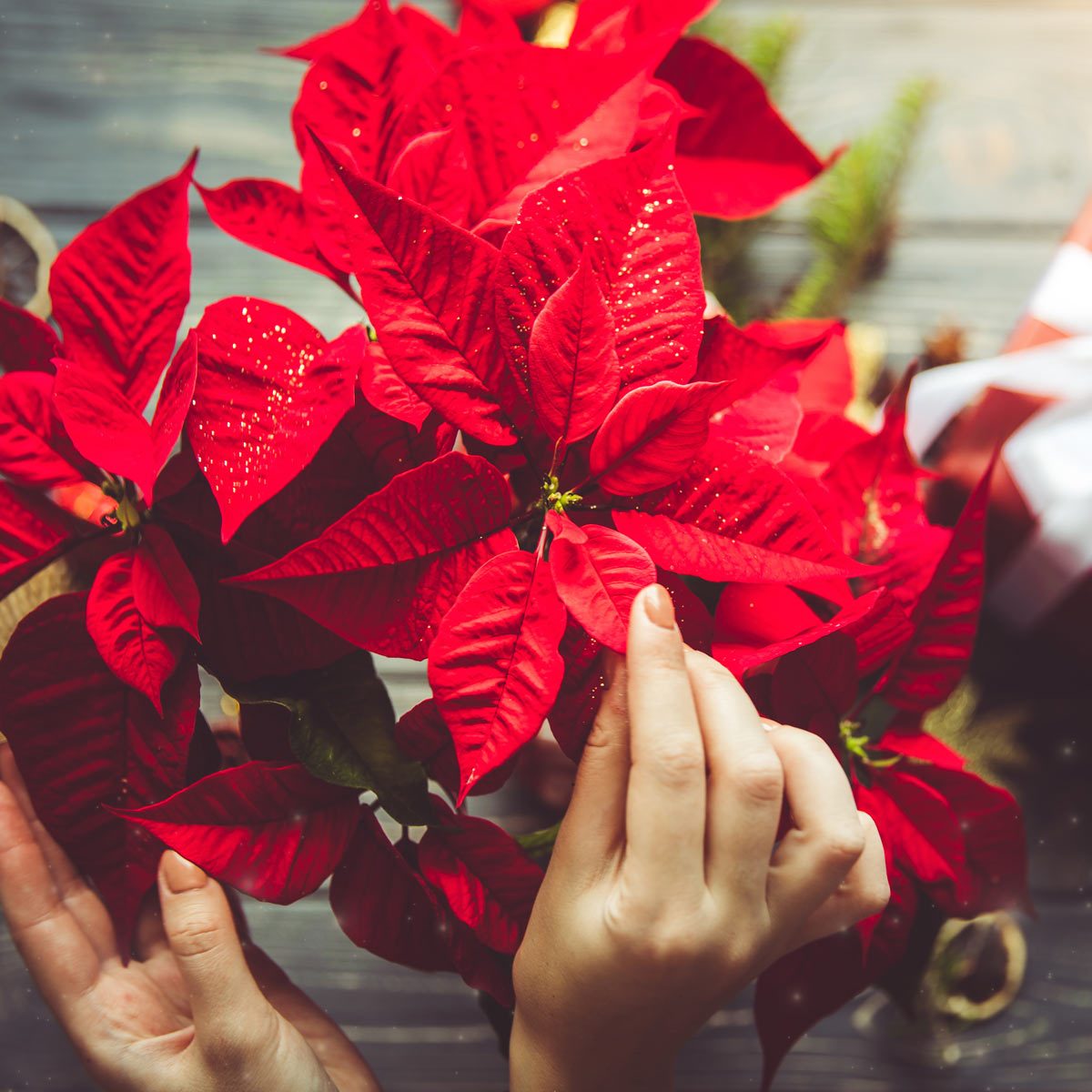 How to Care For Christmas Flowers