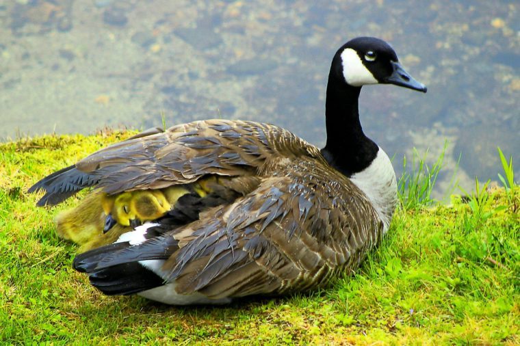 canadagoose