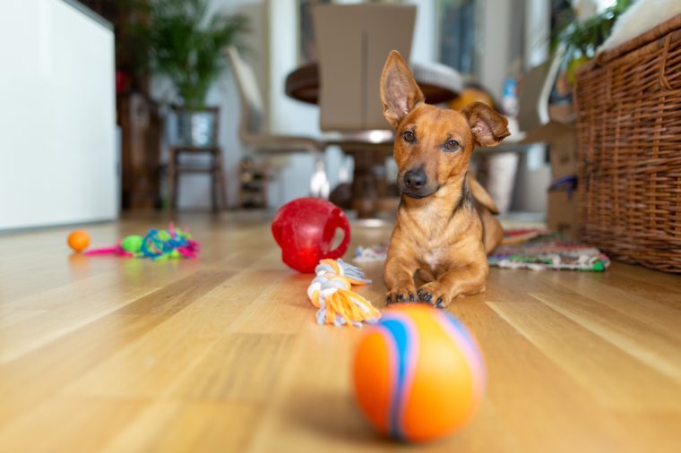 dog puzzle toys pets at home