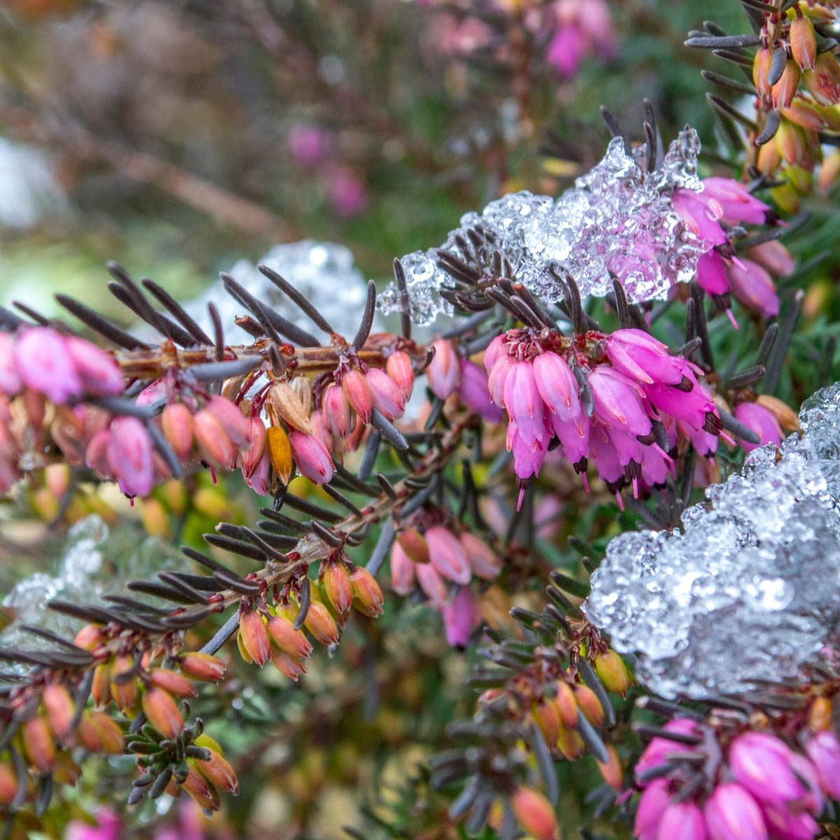 winter flowering heather