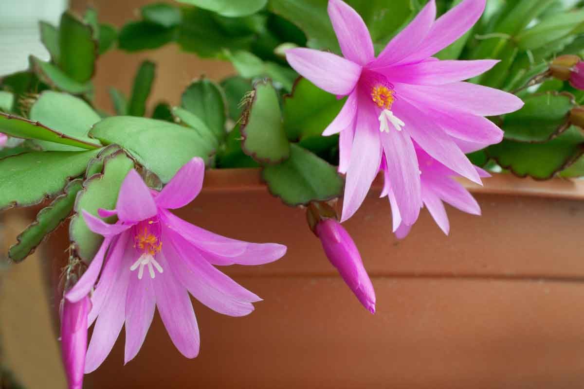 Christmas Cactus Care and Know-How | Family Handyman