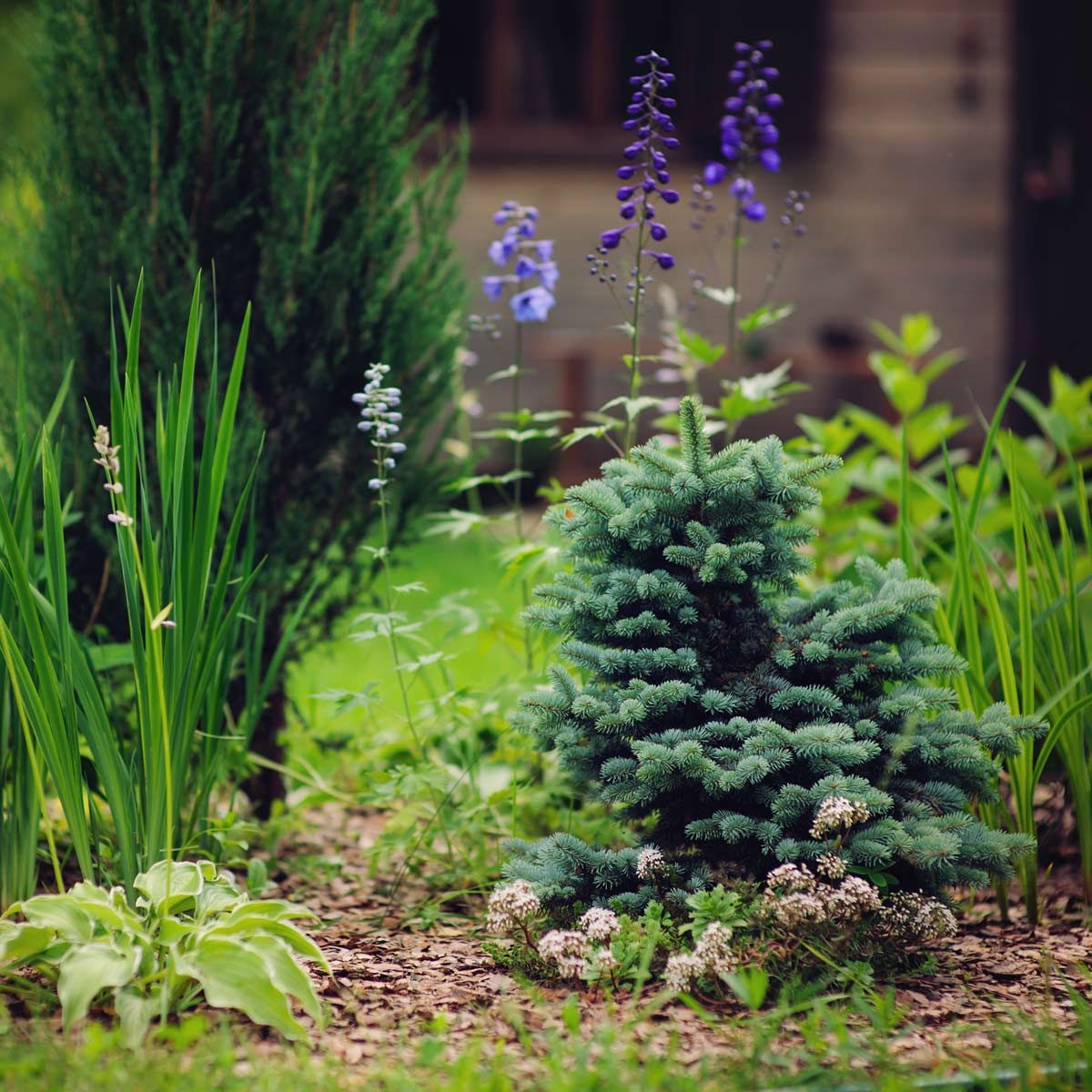 10 Dwarf Trees for Your Backyard | The Family Handyman