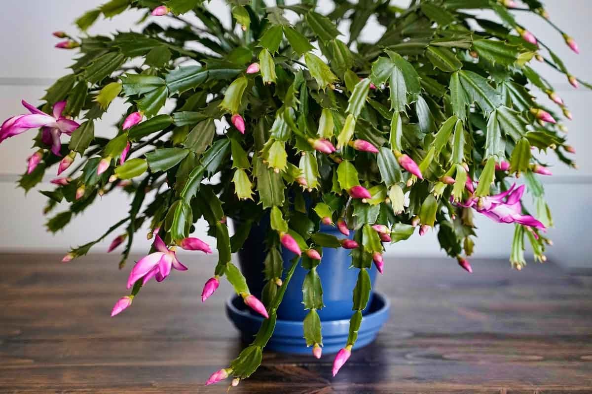 How To Grow and Take Care of a Thanksgiving Cactus