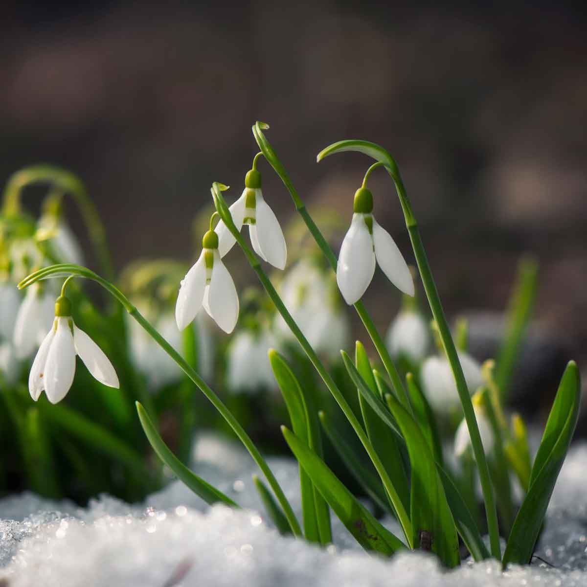 10 Best Plants that Bloom in the Winter