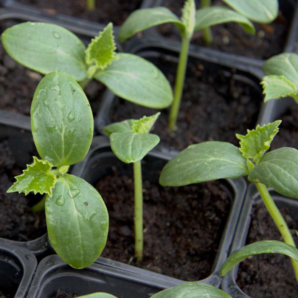 10 Vegetables You Should Start Indoors