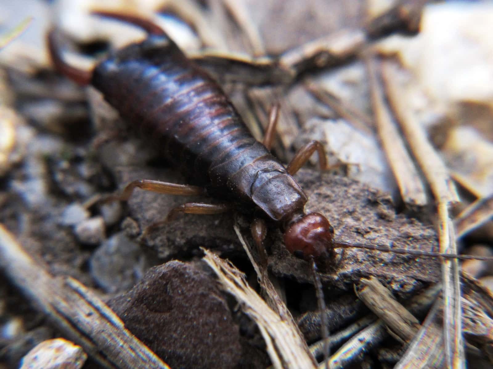 Earwig in environment