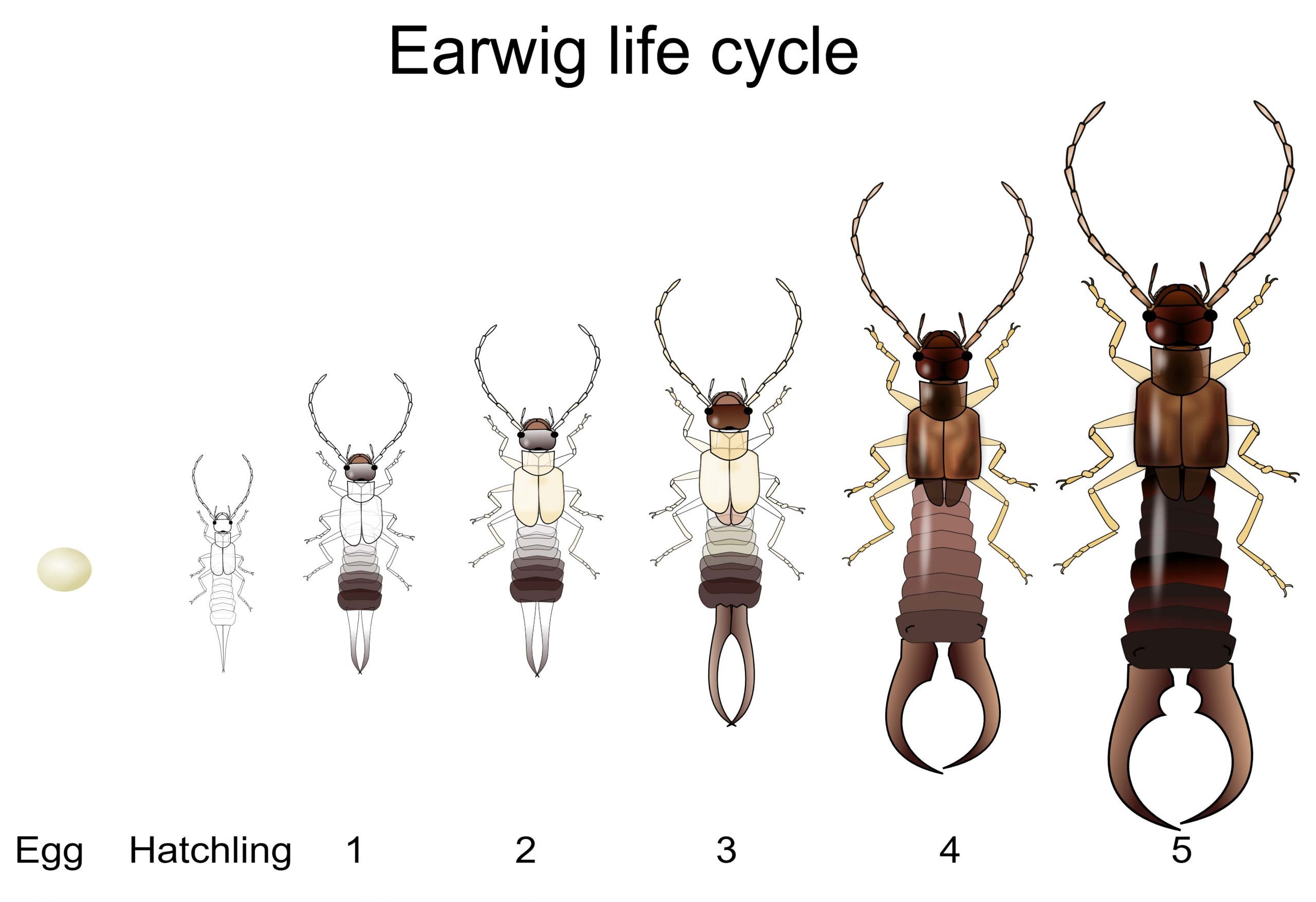 Earwig Life Cycle Egg, Baby, and Adult Earwig Stages