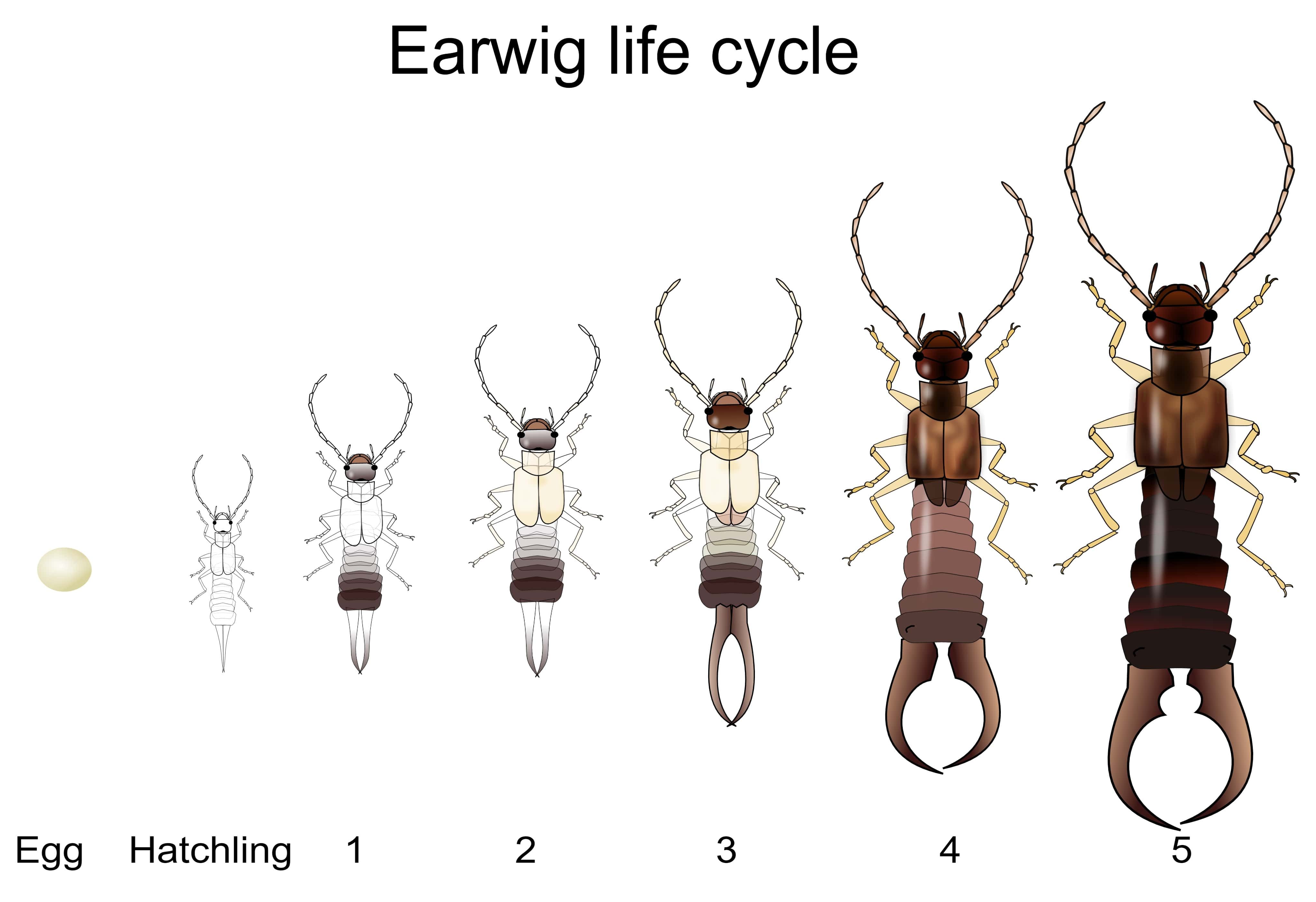 Baby earwig deals